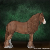 Horse Color:Chestnut Sabino 