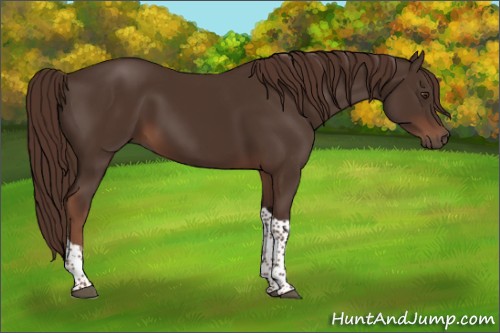 Horse Color:Liver Chestnut Tobiano
