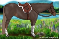 Horse Color:Liver Chestnut Tobiano 