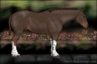 Horse Color:Liver Chestnut Tobiano 