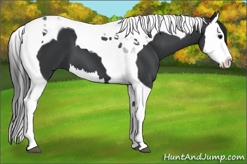Horse Color:Black Splash Tobiano 