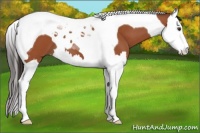Horse Color:Bay Splash Tobiano 