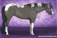 Horse Color:Grullo Splash Tobiano 