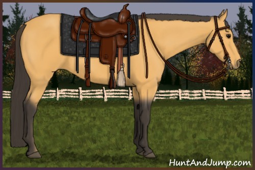 Horse Color:Buckskin 
