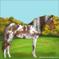 Horse Color:White Spotted Liver Chestnut 