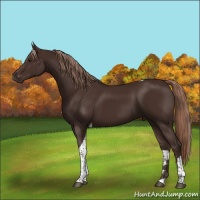 Horse Color:Liver Chestnut Tobiano 