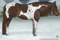 Horse Color:Liver Chestnut Tobiano 