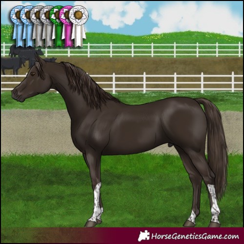 Horse Color:Liver Chestnut Tobiano 