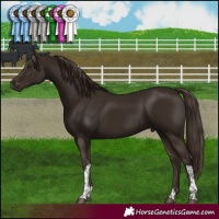 Horse Color:Liver Chestnut Tobiano 