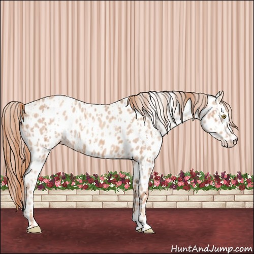 Horse Color:Gold Champagne Appaloosa  and Gold Champagne Appaloosa 