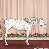 Horse Color:Gold Champagne Near Leopard  and Gold Champagne Near Leopard 