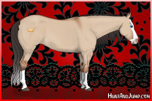 Horse Color:Bay Dun Splash 