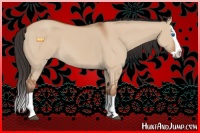 Horse Color:Bay Dun Splash 