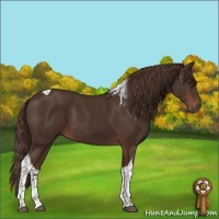 Horse Color:Liver Chestnut Tobiano