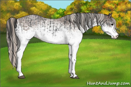 Horse Color:White Spotted Blue Roan Rabicano  and White Spotted Silver Blue Roan Rabicano 