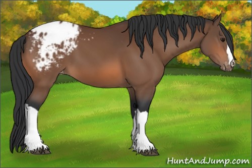 Horse Color:Bay Appaloosa 