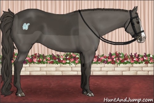 Horse Color:Smoky Black Splash