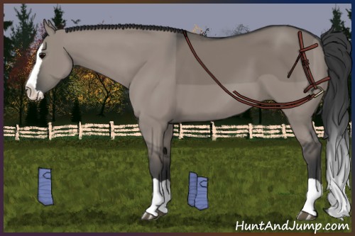 Horse Color:Grullo Splash