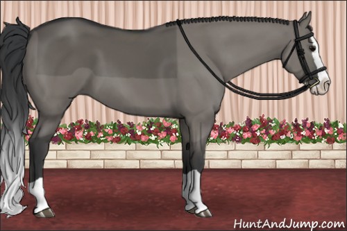 Horse Color:Grullo Splash
