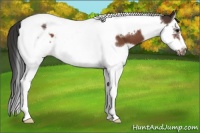 Horse Color:Bay Splash Tobiano Frame Appaloosa 