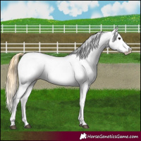 Horse Color:Smoky Grullo Appaloosa 