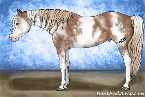 Horse Color:White Spotted Chestnut Sabino