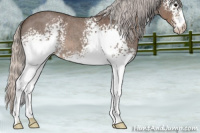 Horse Color:White Spotted Silver Blue Roan 