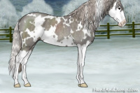 Horse Color:White Spotted Silver Blue Roan Splash