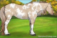 Horse Color:White Spotted Red Dun 