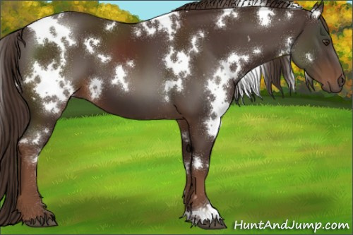 Horse Color:White Spotted Liver Chestnut