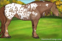 Horse Color:White Spotted Chestnut Appaloosa 