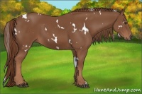 Horse Color:White Spotted Chestnut 