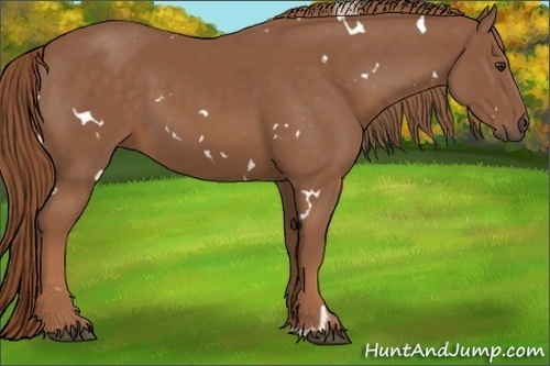 Horse Color:White Spotted Chestnut