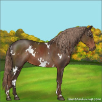 Horse Color:White Spotted Liver Chestnut 