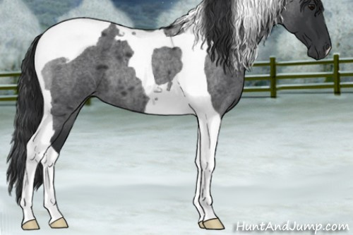 Horse Color:Blue Roan Tobiano 