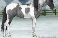 Horse Color:Blue Roan Tobiano 
