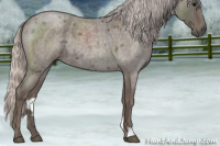 Horse Color:Silver Blue Roan 