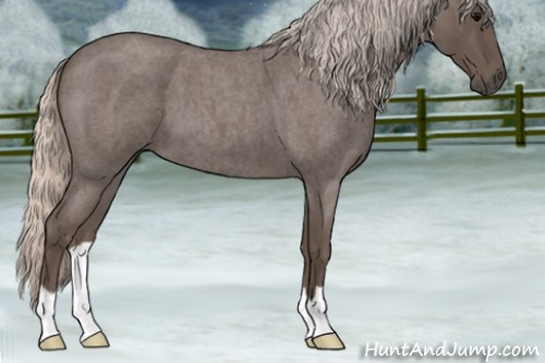 Horse Color:Silver Blue Roan