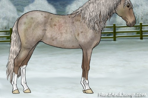 Horse Color:Silver Blue Roan 
