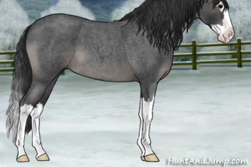 Horse Color:Blue Roan Splash 