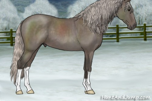 Horse Color:Silver Blue Roan 