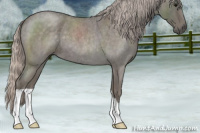 Horse Color:Silver Blue Roan 