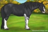 Horse Color:Black Splash Tobiano 