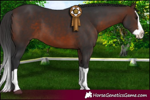 Horse Color:Brown Splash 