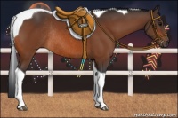 Horse Color:Bay Tobiano Rabicano 