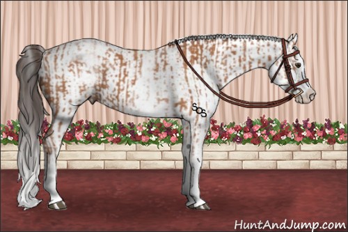 Horse Color:White Spotted Bay Splash and White Spotted Bay Splash