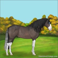 Horse Color:Platinum Bay Splash 