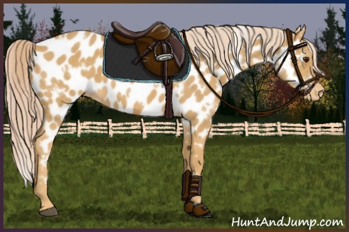 Horse Color:White Spotted Palomino Appaloosa 