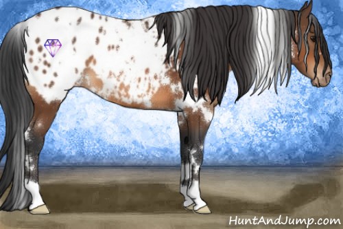 Horse Color:White Spotted Bay Appaloosa 