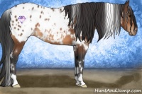 Horse Color:White Spotted Bay Appaloosa 